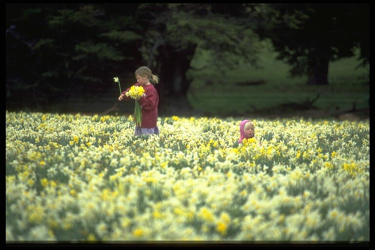 Daffodils at Middlerun