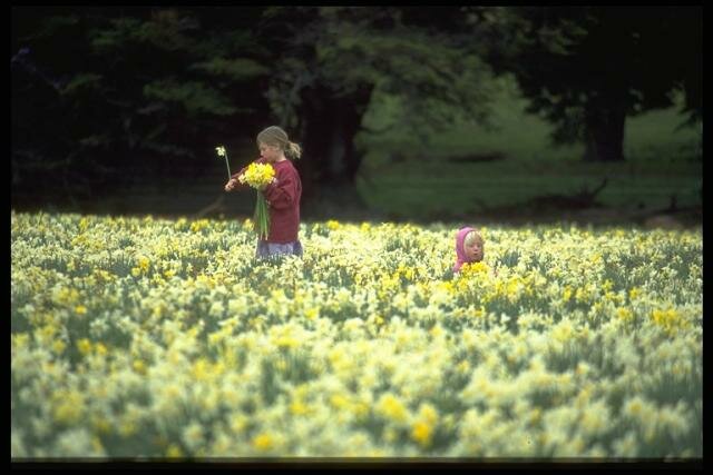 Daffodils at Middlerun